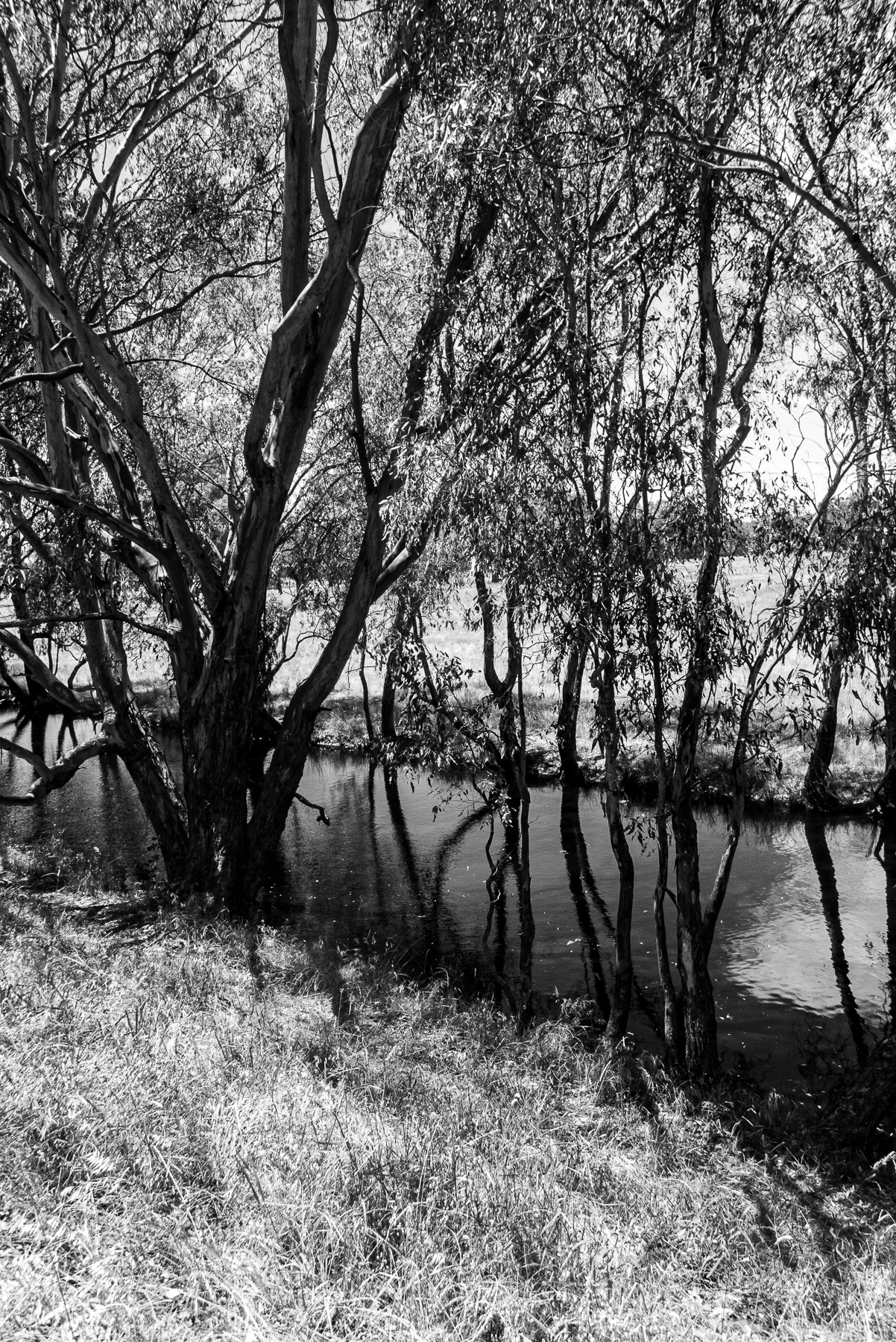 Creek near the Kiewa River