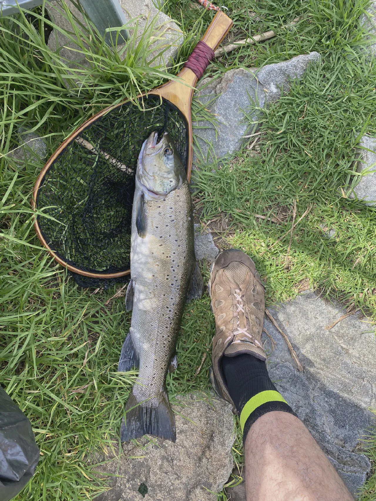 A beautiful wild brown trout