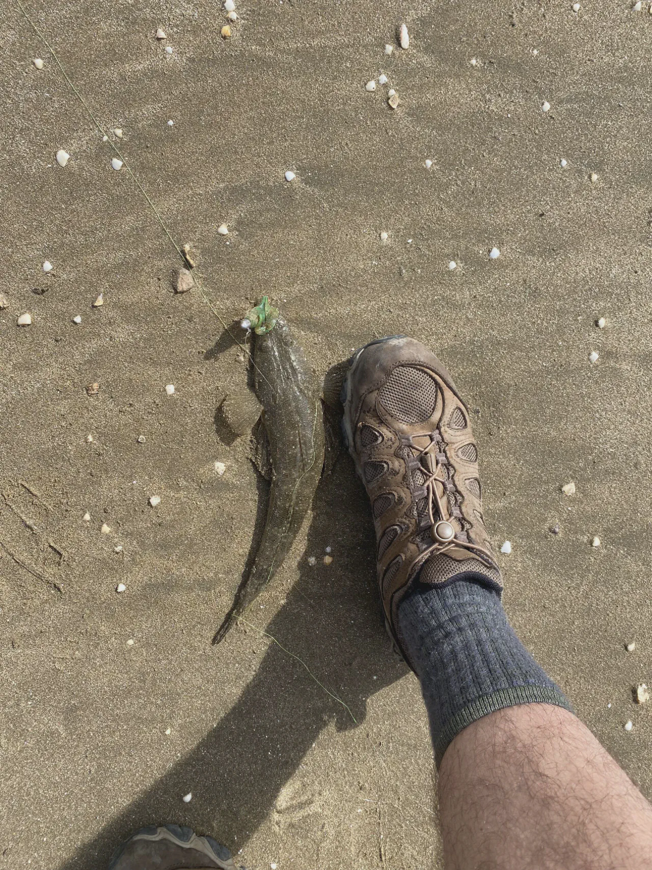 A little flathead caught on the rockwall near Shorncliffe Pier
