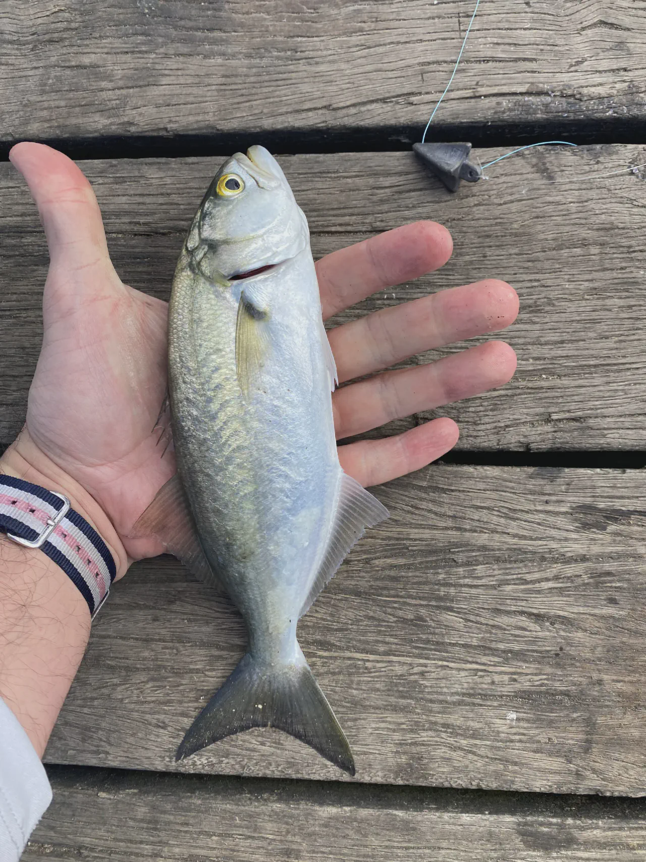 A tailor caught at Baxters Jetty