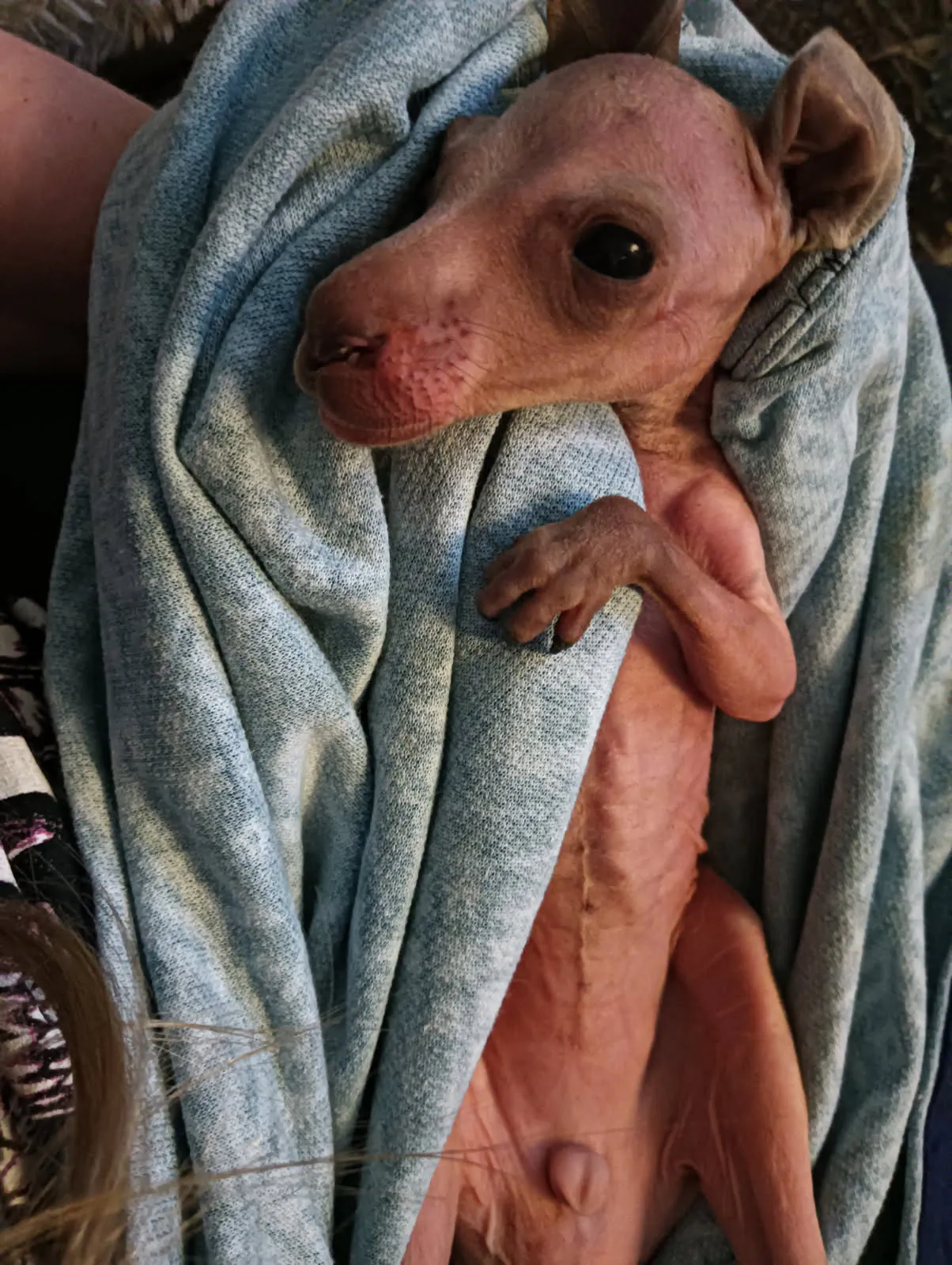 An Eastern Grey kangaroo joey named Alexander, who we rescued when Mum had to be euthanased.