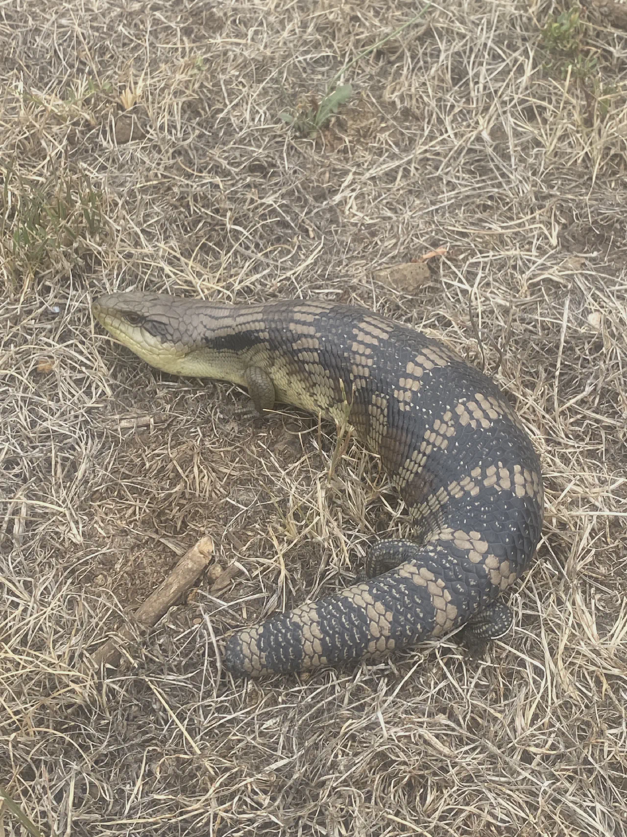 A pregnant blue-tongued lizard who was safely returned to habitat.