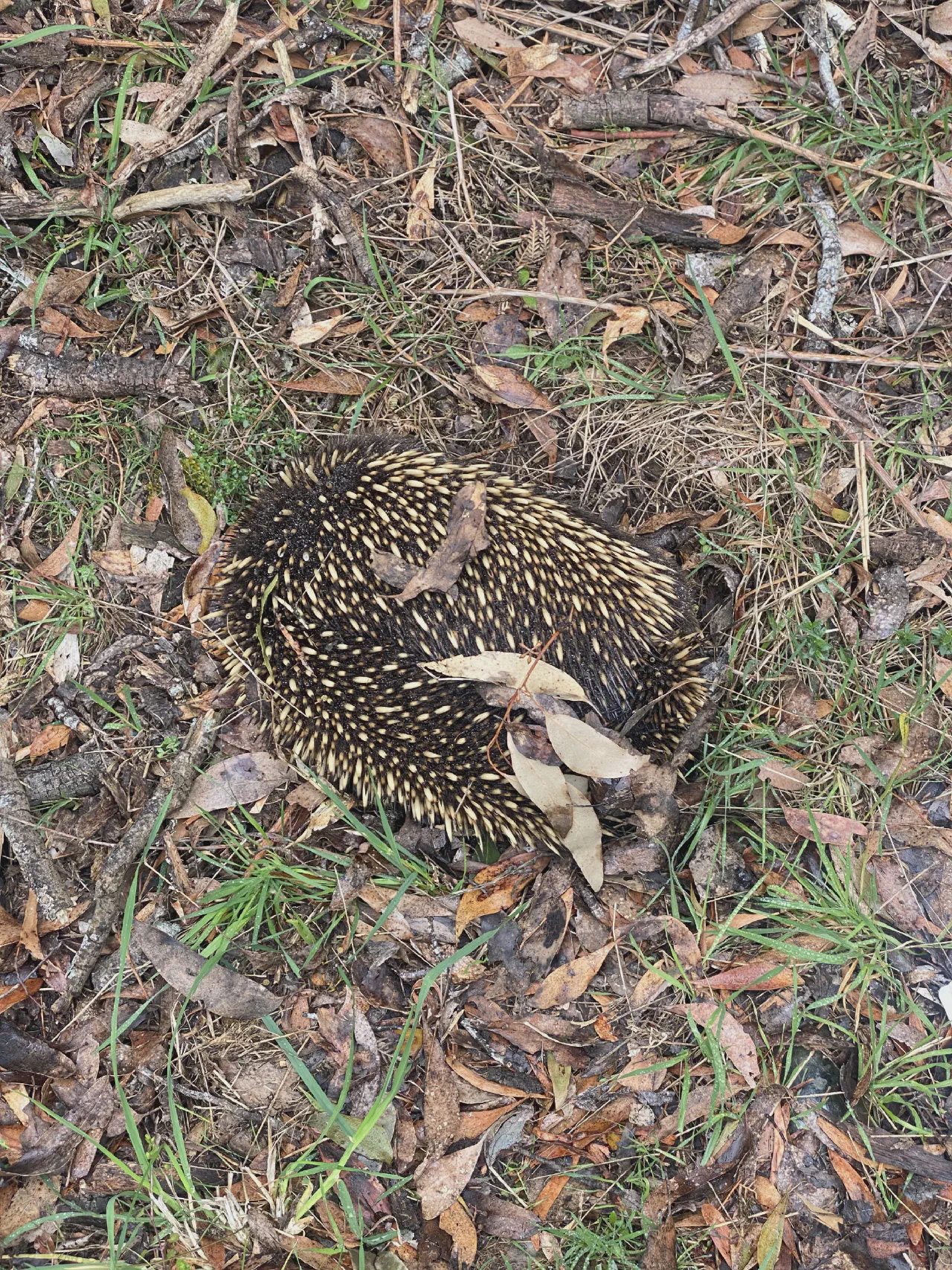 An echidna hit by a vehicle south-east of Ballarat. He was taken to Werribee Animal Hospital.
