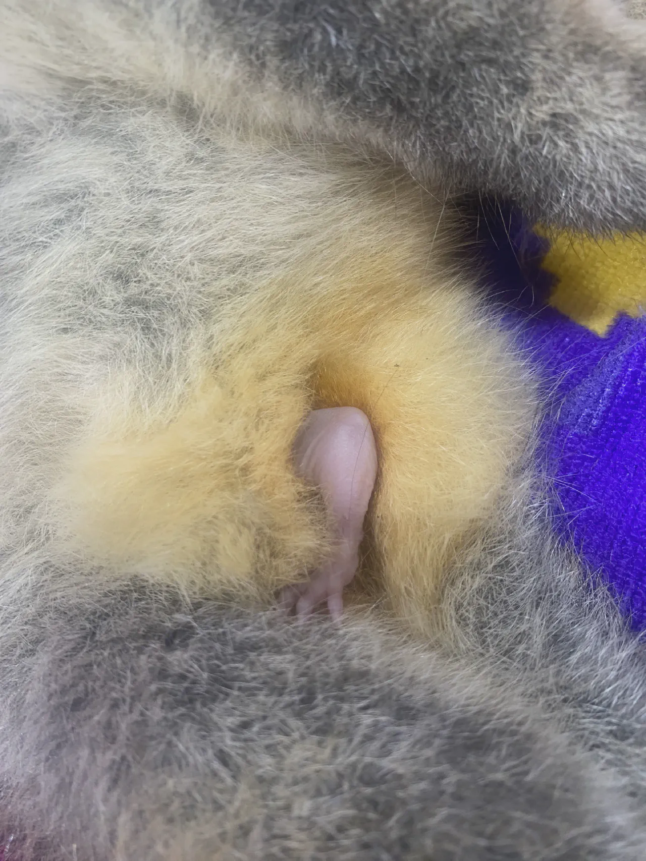 Another ringtail possum joey that sadly couldn’t survive without Mum.
