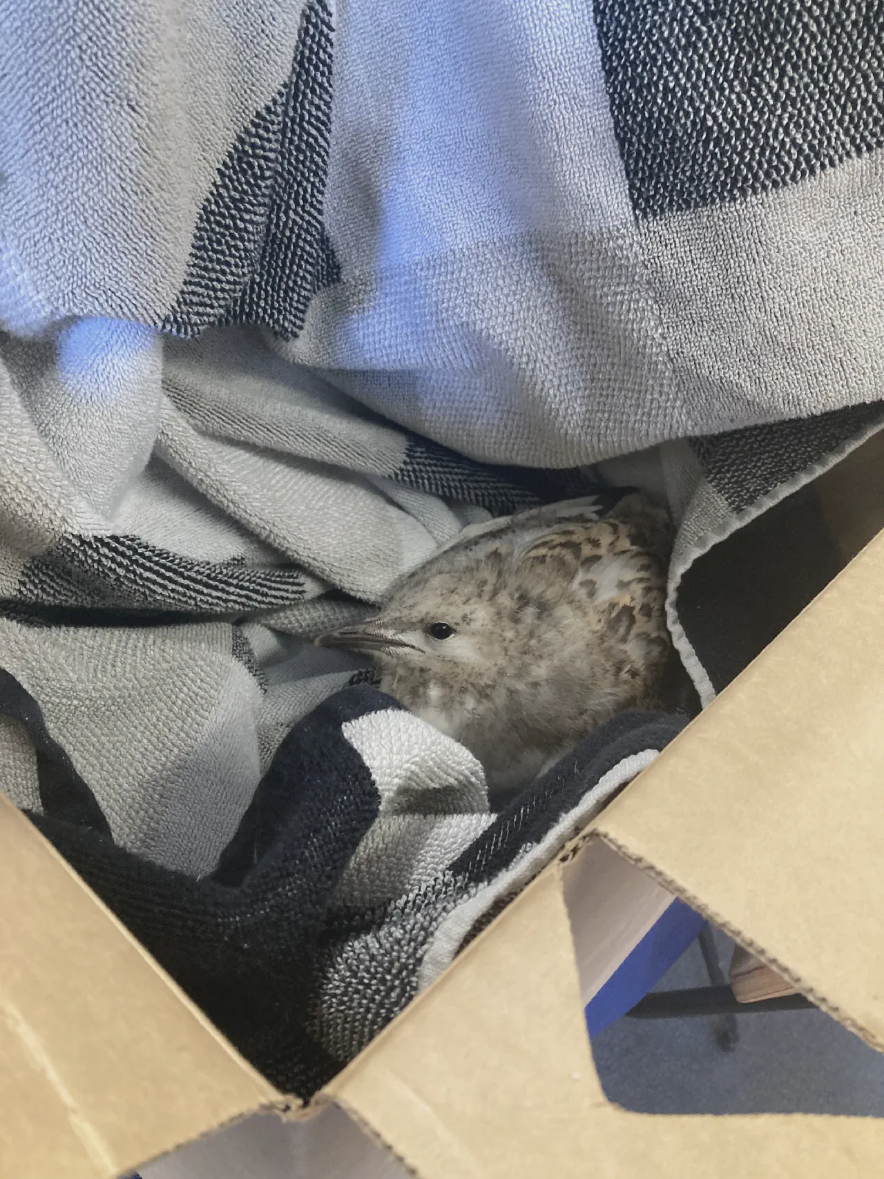 A seagull chick rescued from the Ballarat Arts Precinct.