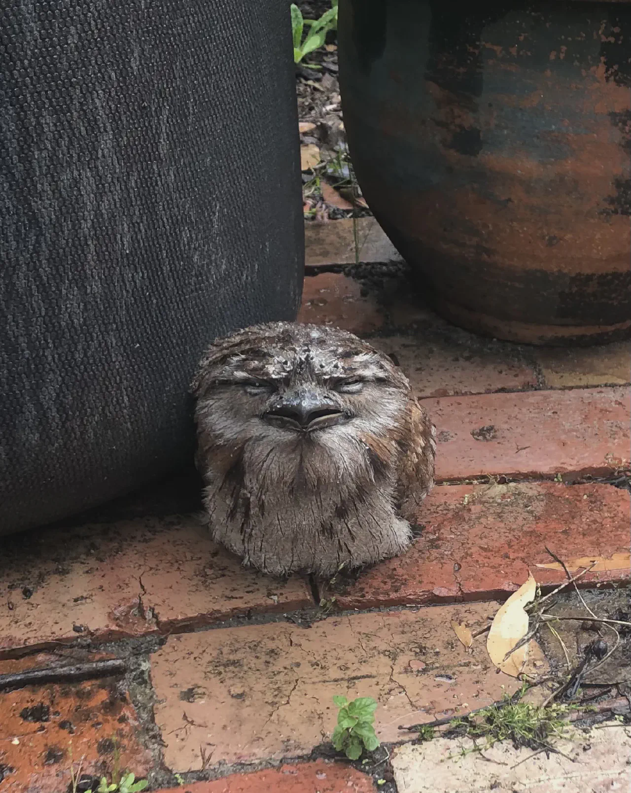 A tawny frogmouth hit by a vehicle and found in the front yard of a local property.