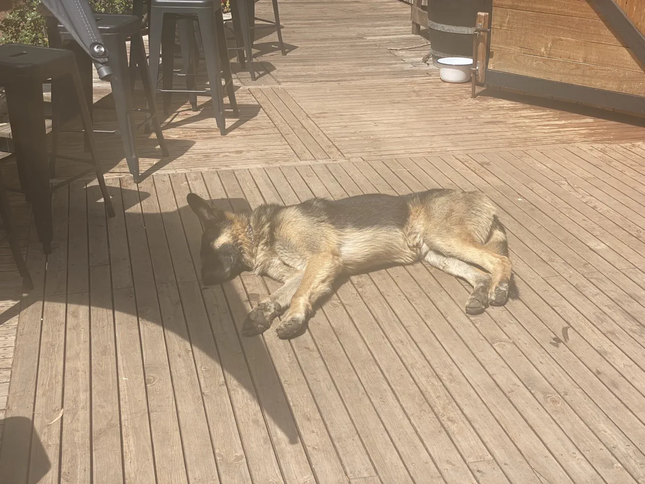 A dog&rsquo;s life!