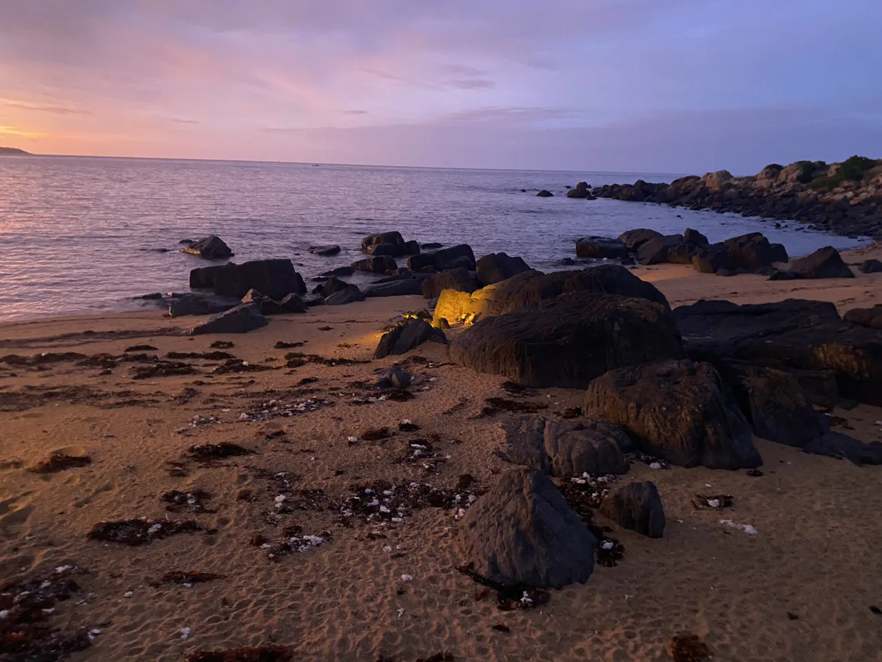 Penguins coming ashore at Low Head