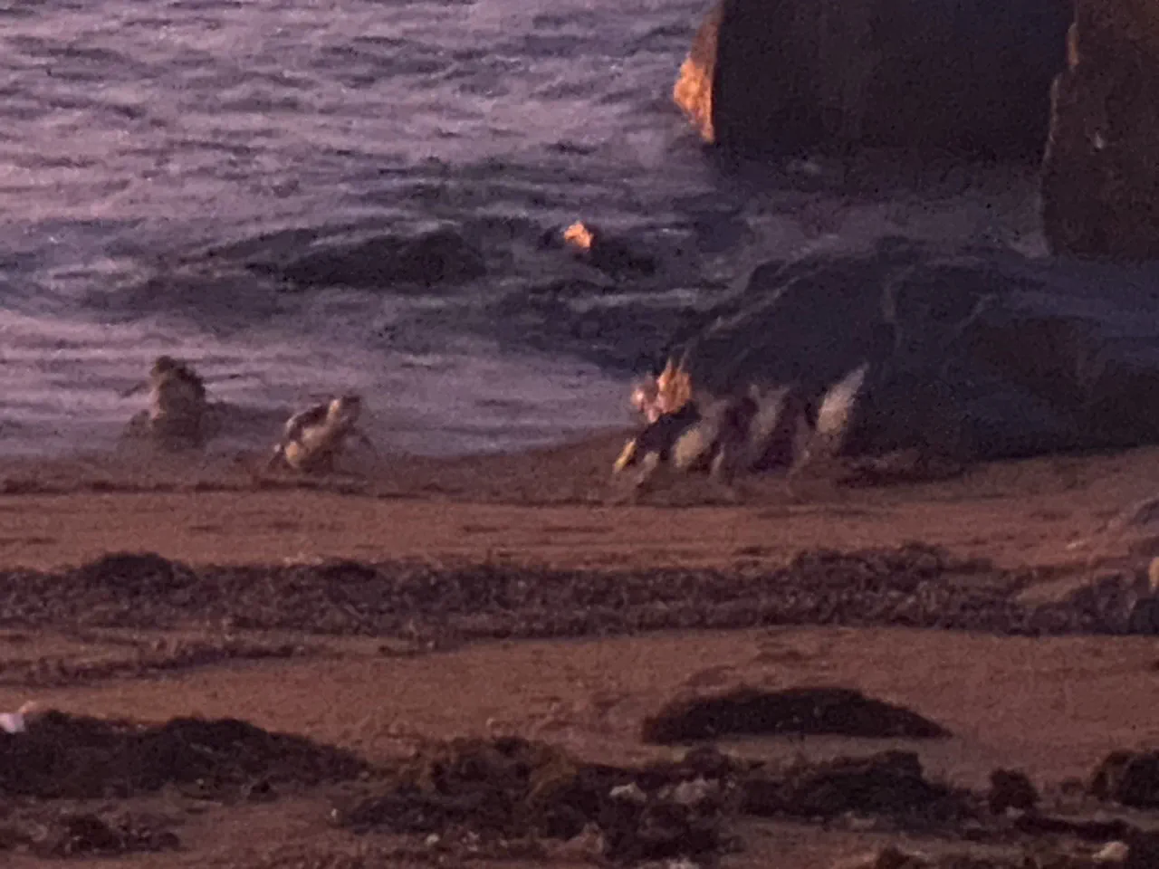 Penguins coming ashore at Low Head