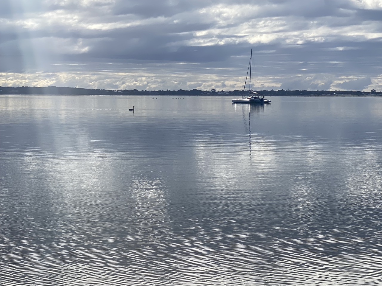 A swan swims towards a yacht in St. Georges Bay.